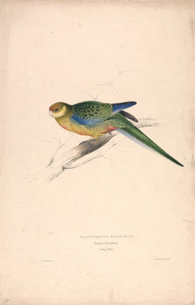 Platycercus Stanley II / Pappagallo di Stanley (maschio giovane) (Tavola 24) da Edward Lear