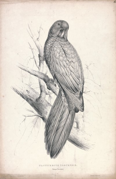  da Edward Lear