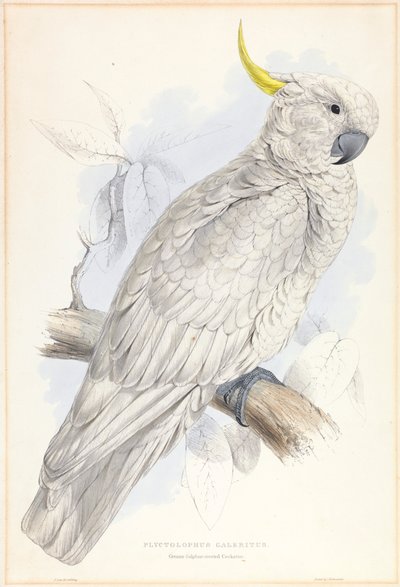 Plyctolophus Galeritus. Cacatua maggiore crestato di zolfo. da Edward Lear
