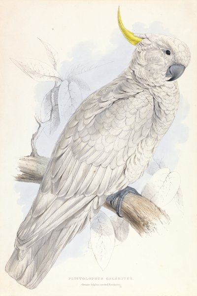 Plyctolophus Galeritus. Cacatua dal ciuffo sulfureo. da Edward Lear