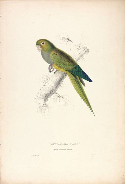 Psittacara Naria / Pappagallino nano (Tavola 12) da Edward Lear