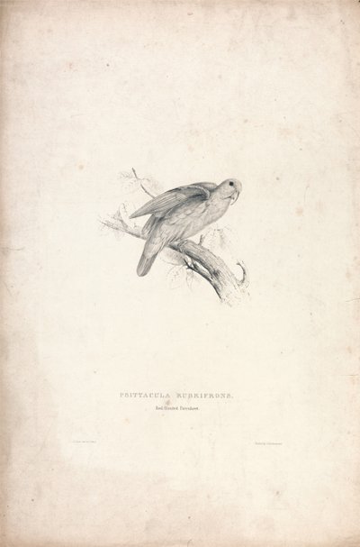 Psittacula rubrifrons / Pappagallino dalla fronte rossa (Tavola 41) da Edward Lear