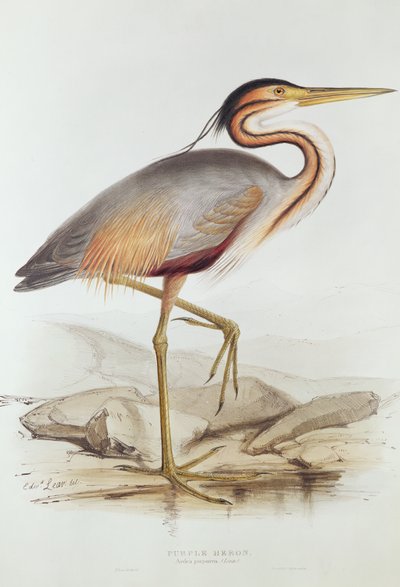 Airone rosso da Edward Lear