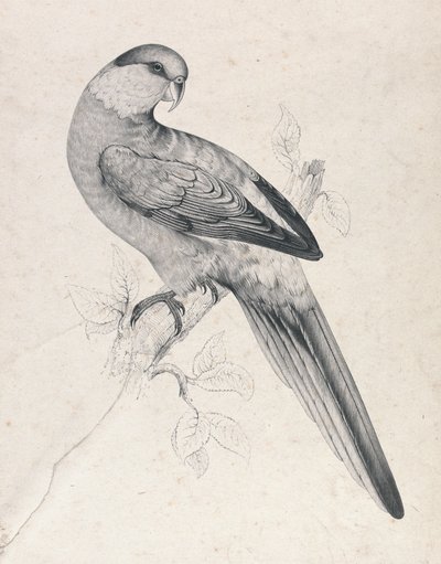  da Edward Lear