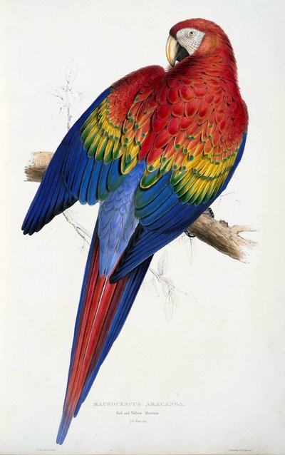 Ara rossa e gialla (Macrocercus aracanga), da Illustrations of the Family of Psittacida, or Parrots, pub. 1832 da Edward Lear