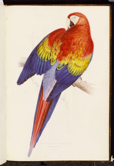 Ara rossa e gialla da Edward Lear