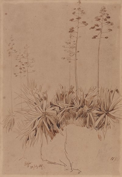 Reggio da Edward Lear