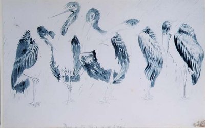 Studi di cicogne da Edward Lear