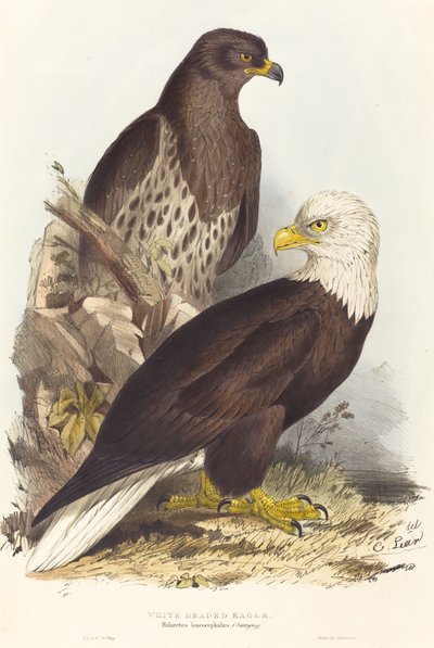 Aquila Testabianca Haliaetus leucocephalus da Edward Lear