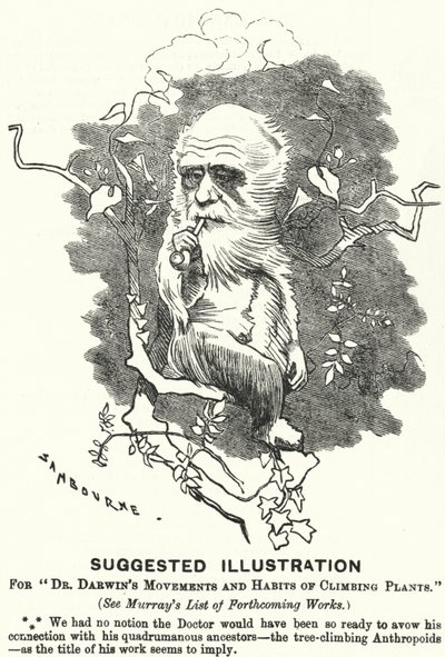 Cartone animato di Punch: Illustrazione Suggerita per i Movimenti e le Abitudini delle Piante Rampicanti del Dr. Darwin (incisione) da Edward Linley (after) Sambourne