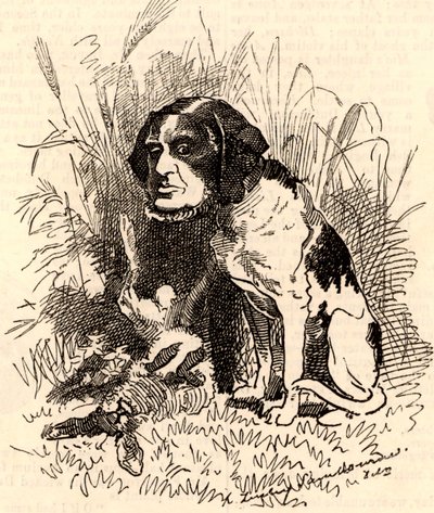 William GGV Vernon Harcourt (1827-1904) da Edward Linley Sambourne