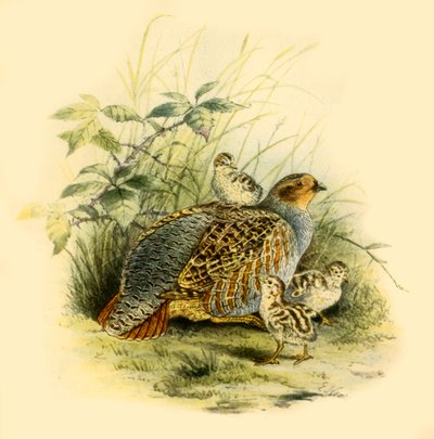 Pernice e pulcini da Edward Neale