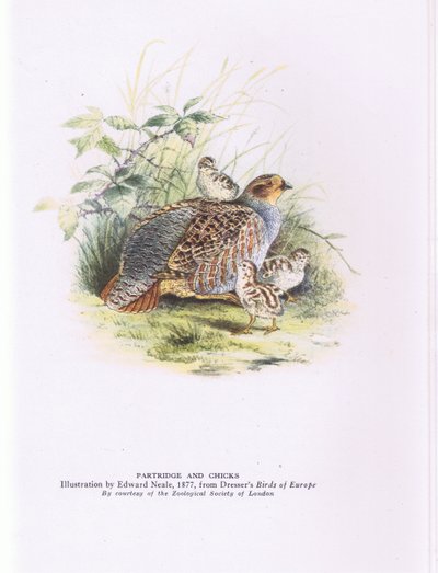 Pernice e pulcini, Nature in Britain pubblicato da Collins da Edward Neale