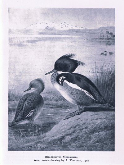 Smergo maggiore, Nature in Britain pubblicato da Collins, 1946 da Edward Neale