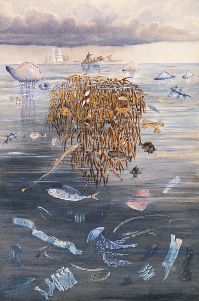Vita marina nell