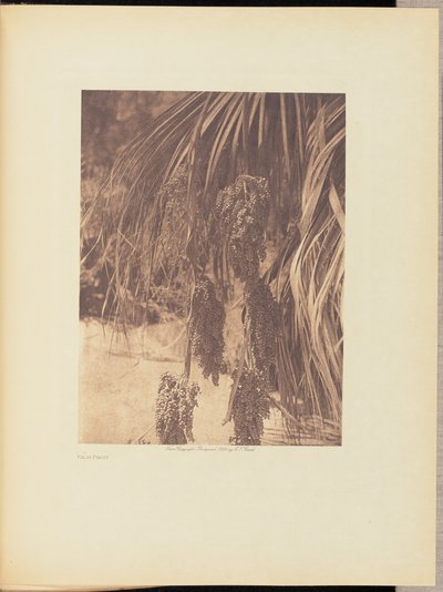Frutta di palma da Edward S. Curtis