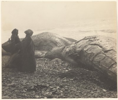 [Balena parzialmente macellata - Makah] [La balena catturata] da Edward S. Curtis
