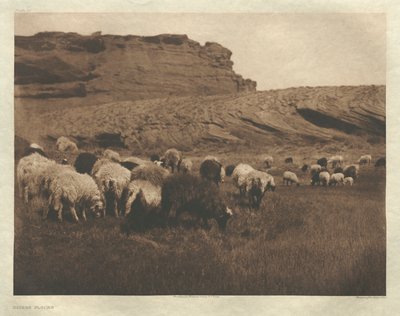 Portfolio I, lastra 33: Greggi Navaho da Edward S. Curtis