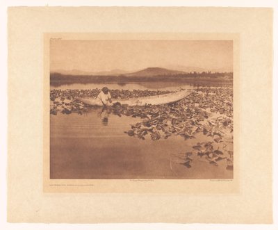 Raccolta dei wokas - Klamath da Edward Sheriff Curtis