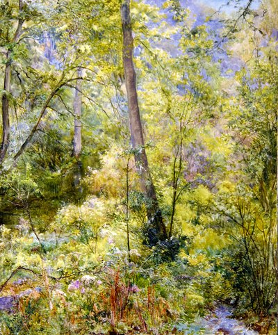 Luce Solare Screziata, Boschi di Sheepscombe da Edward Steel Harper