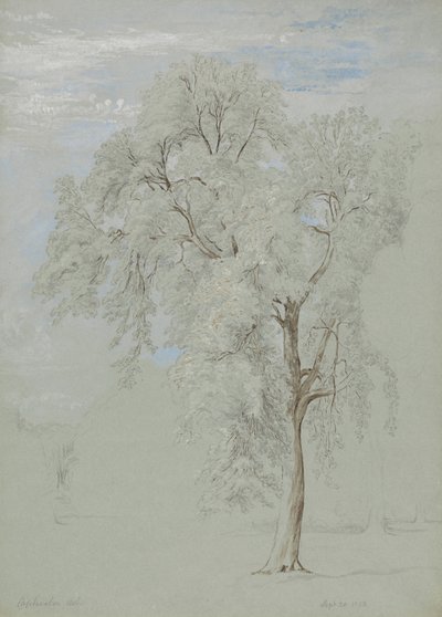 Albero di Frassino da Edward Swinburne