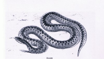 Vipera, Natura in Gran Bretagna pubblicata da Collins da Edward William (after) Cooke