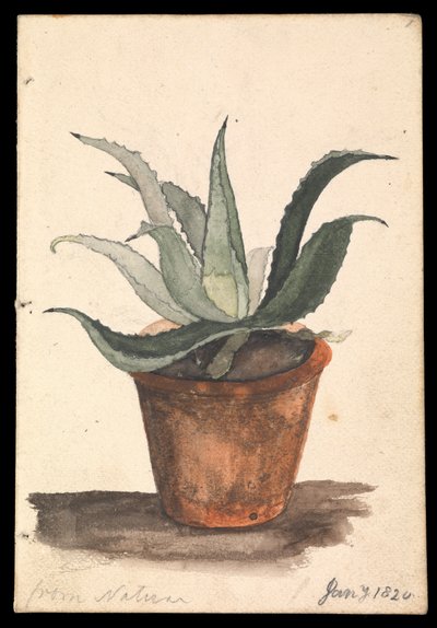 Un vaso di fiori con un cactus che cresce, iscritto 