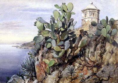 Cactus Opuntia, Monaco da Edward William Cooke