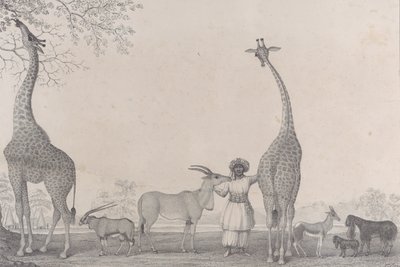Le maestose e graziose giraffe, o cameleopardi, con alcuni rari animali della gazzella da Edward Williams Clay