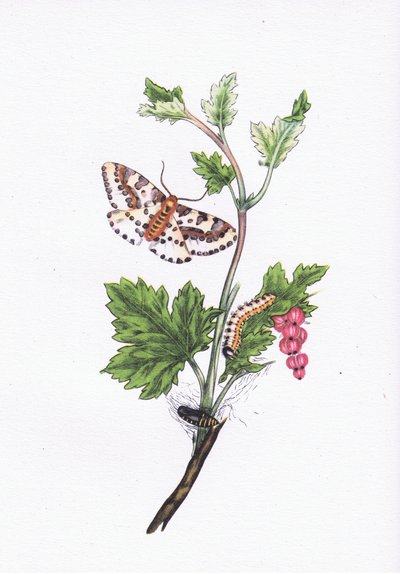 Falena Magpie o Currant, Natura in Gran Bretagna pubblicata da Collins, 1946 da Edward after Donovan