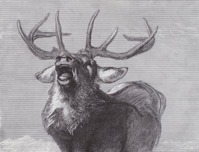 Una sfida da Edwin (after) Landseer