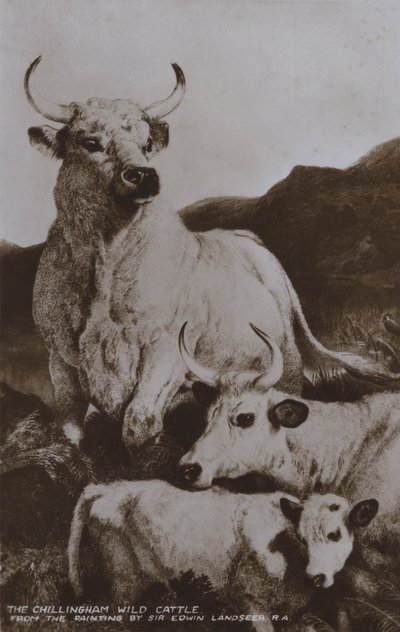 Il bestiame selvatico di Chillingham da Edwin (after) Landseer