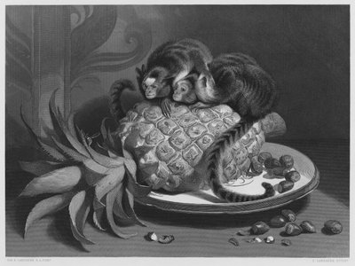 Le Marmozette, dal quadro nella Collezione Reale da Edwin (after) Landseer