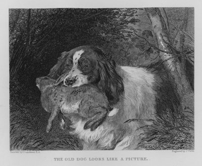 Il vecchio cane sembra un quadro (incisione) da Edwin (after) Landseer