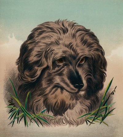 Il Terrier di Skye (litografia a colori) da Edwin (after) Landseer