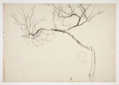 Schizzo di un albero in fiore da Edwin Austin Abbey
