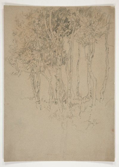 Schizzo di un boschetto di alberi da Edwin Austin Abbey