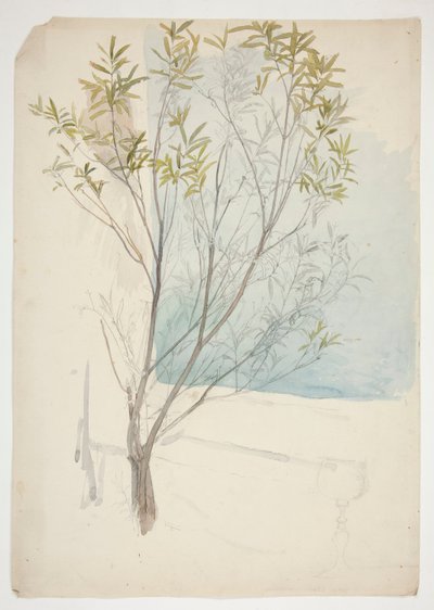 Studio di un Albero da Edwin Austin Abbey