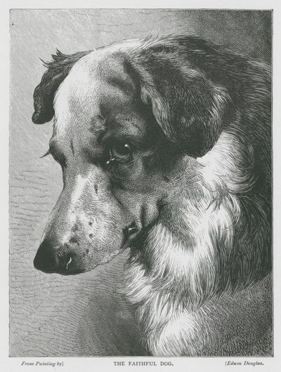 Il cane fedele (incisione) da Edwin Douglas