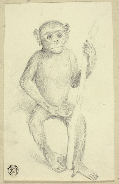 Orangutang da Edwin Henry Landseer