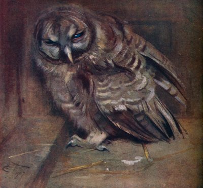 Un giovane gufo bruno da Edwin John Alexander