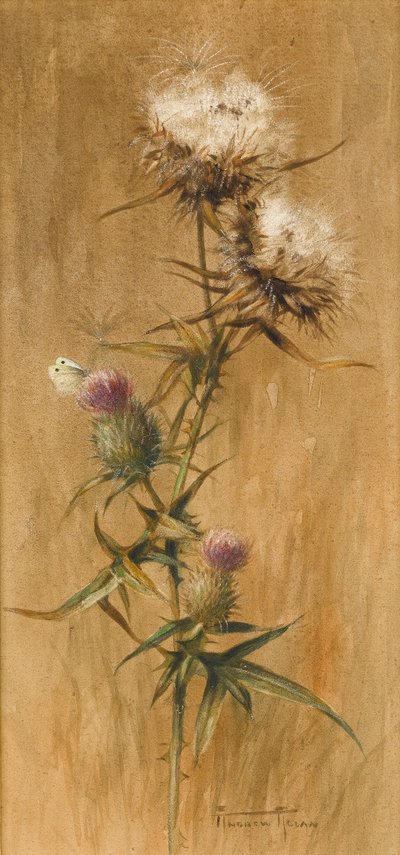 Farfalla su teste di cardo da Edwin John Alexander