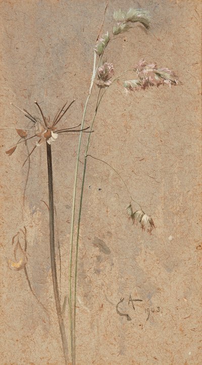 Erba cocksfoot da Edwin John Alexander