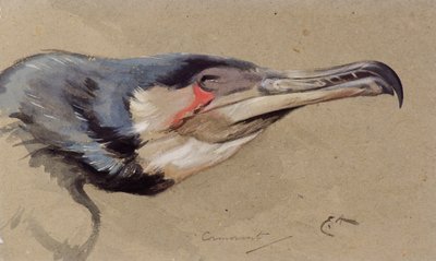 Cormorano da Edwin John Alexander