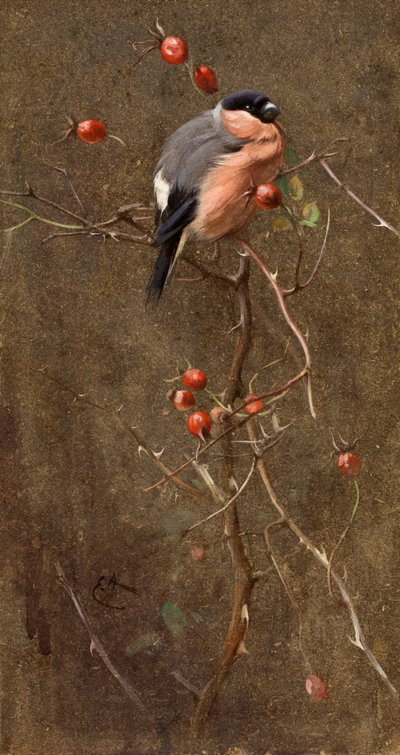 Il ciuffolotto da Edwin John Alexander