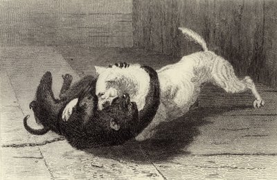 Esempio X, cane che combatte con una scimmia da Edwin Landseer