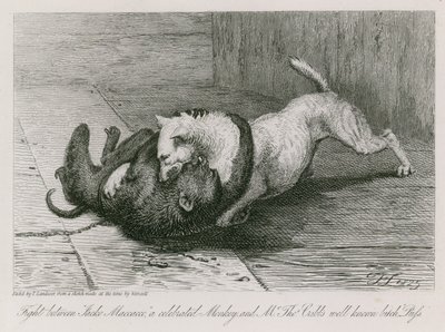 Combattimento tra Jacco Macacco, una scimmia celebre, e la cagna ben nota di Mr Thomas Cubb, Puss da Edwin Landseer
