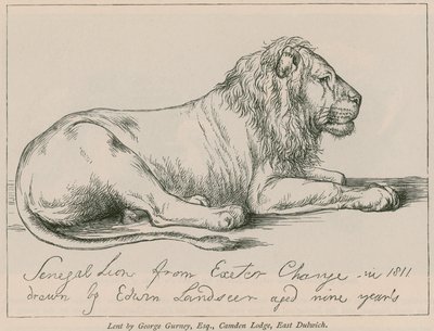 Leone del Senegal da Exeter Change da Edwin Landseer
