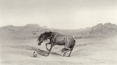 Sorpreso! da Edwin Landseer