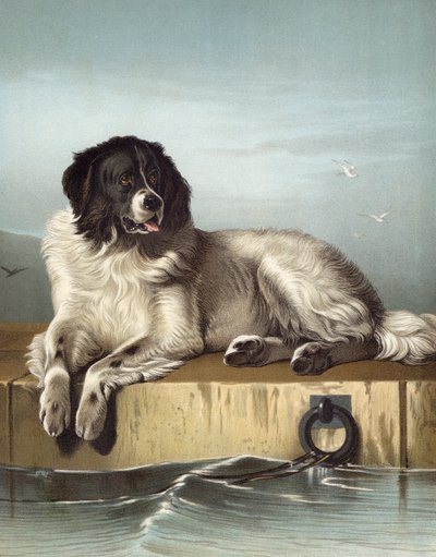 Un membro distinto della Società Umana da Edwin after Landseer